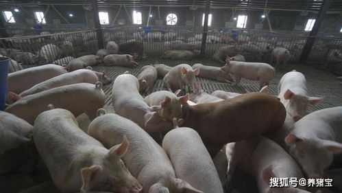 养猪宝饲料添加剂（育肥猪专用） 科学催肥，养殖增效利器