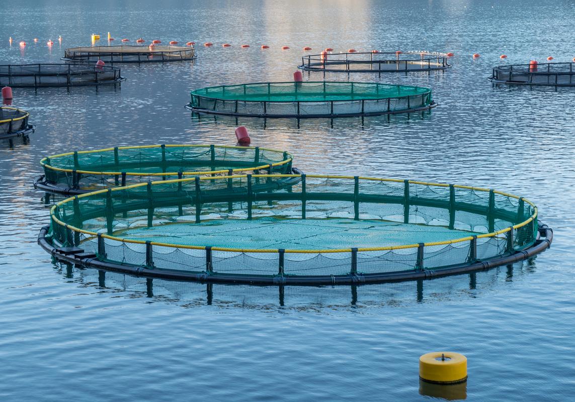fishery standard公司计划投资50亿卢布兴建现代化综合性鳟鱼养殖场